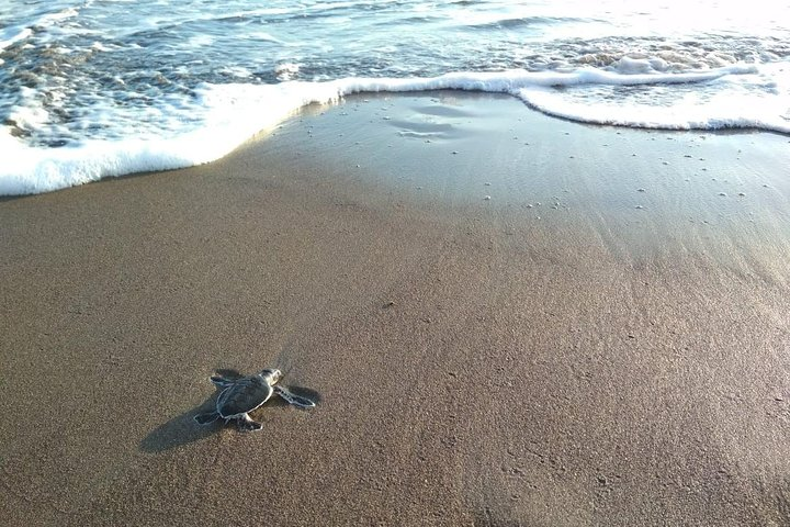 3 day / 2 night tour in Tortuguero - Photo 1 of 3